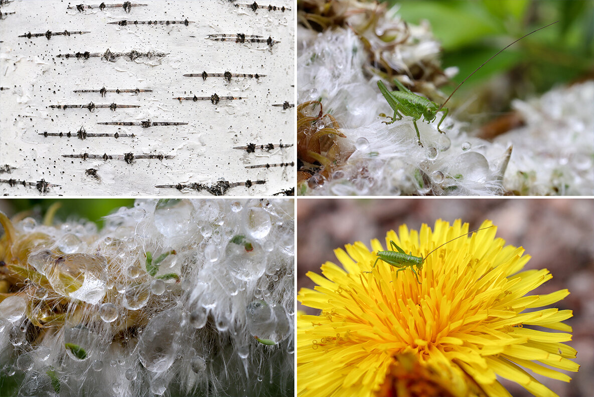 50 Floral Macro Backgrounds 50 Floral Macro Backgrounds