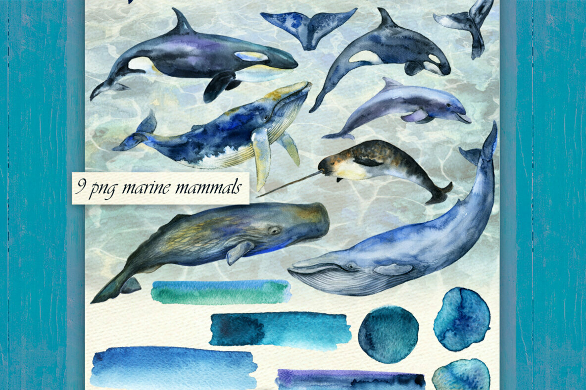 Marine Mammals Watercolor Set Marine Mammals Watercolor Set