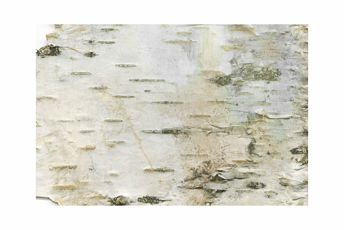 Birch Barks and Twigs Texture Kit 4