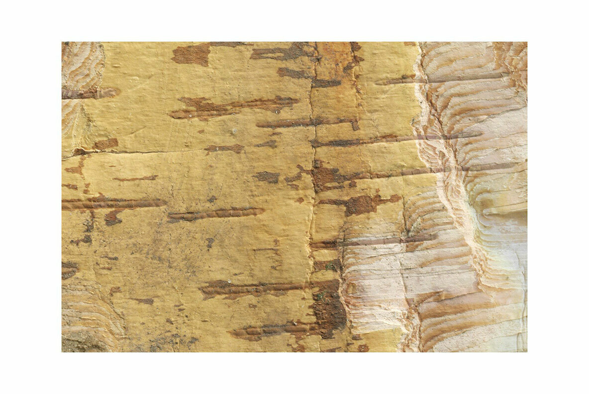 Birch Barks and Twigs Texture Kit 5