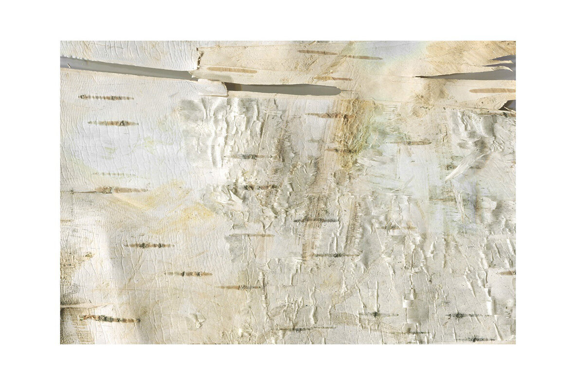 Birch Barks and Twigs Texture Kit 6