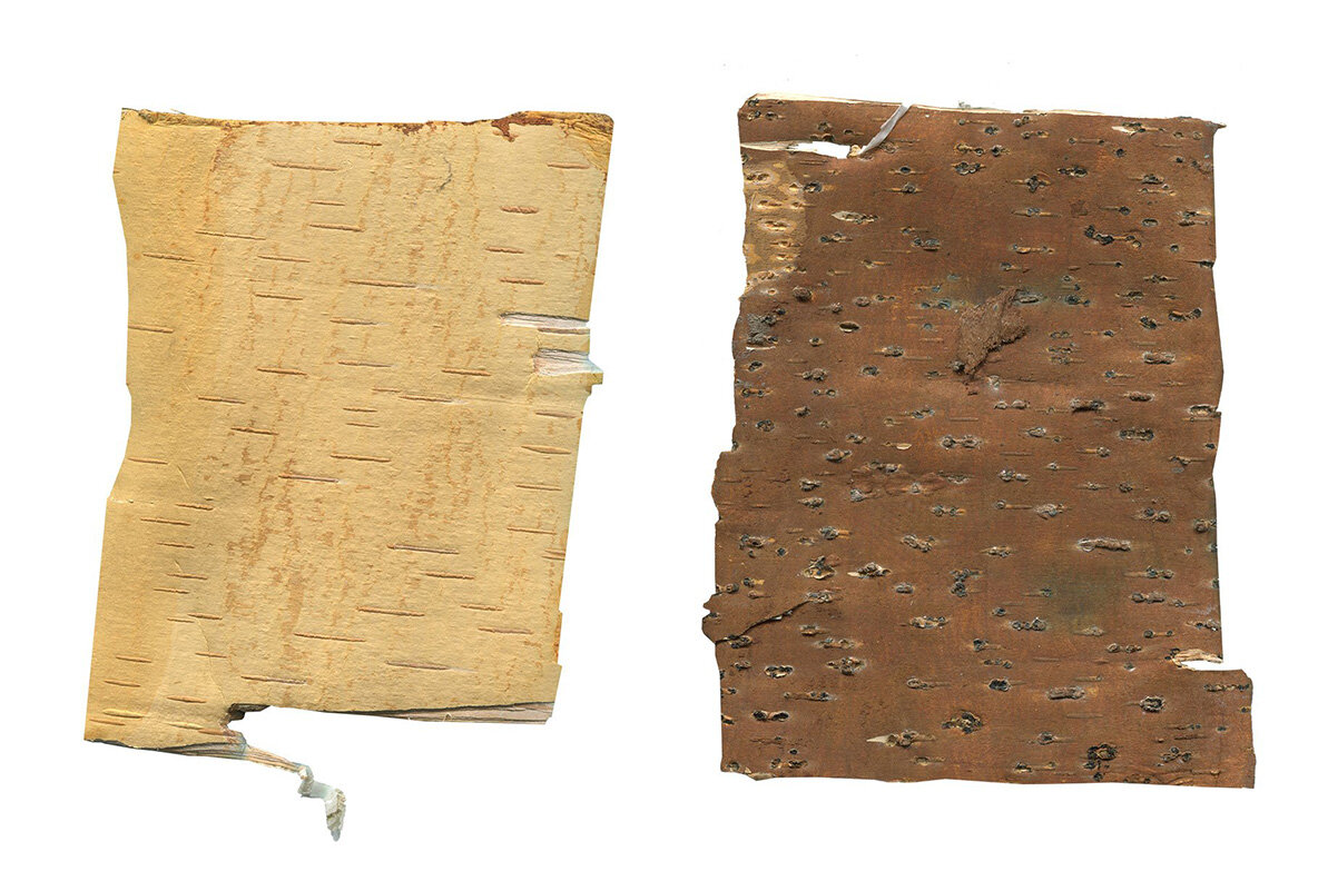 Birch Barks and Twigs Texture Kit 8