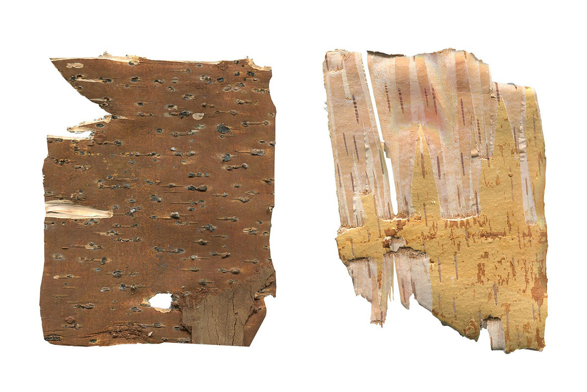 Birch Barks and Twigs Texture Kit 9