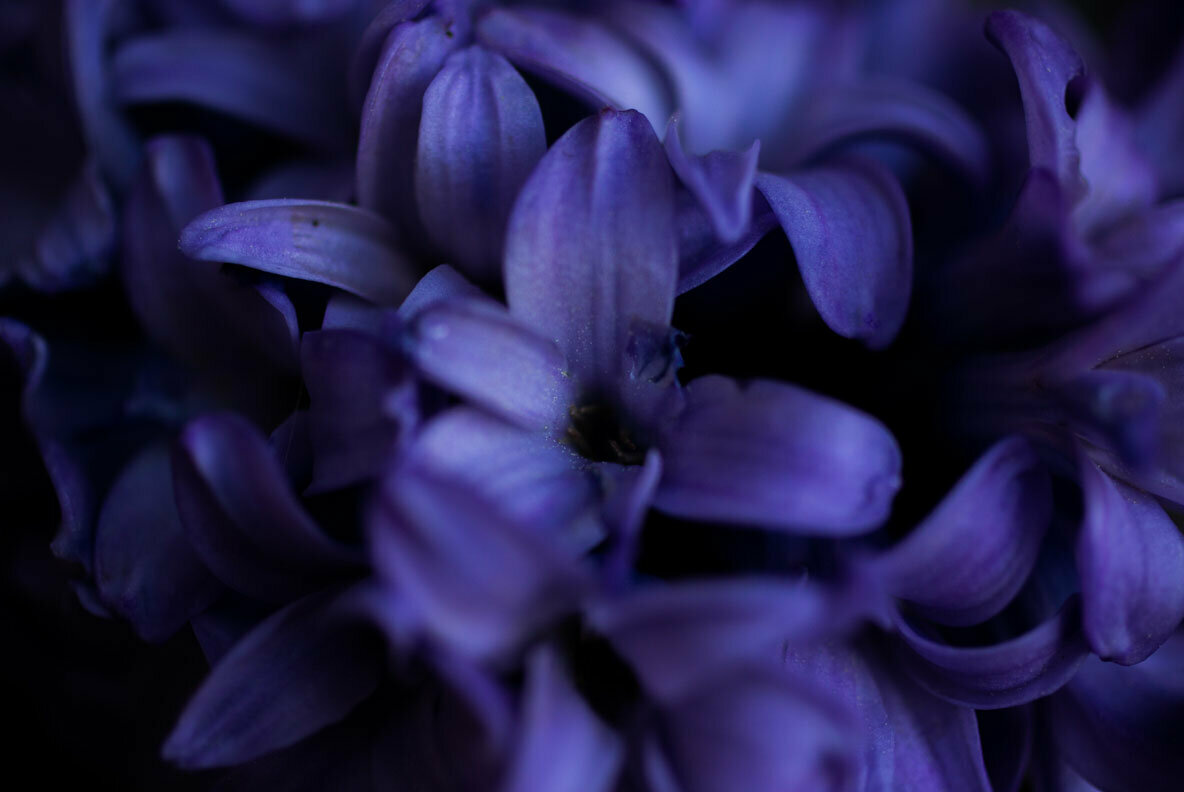 Background Flowers Background Flowers