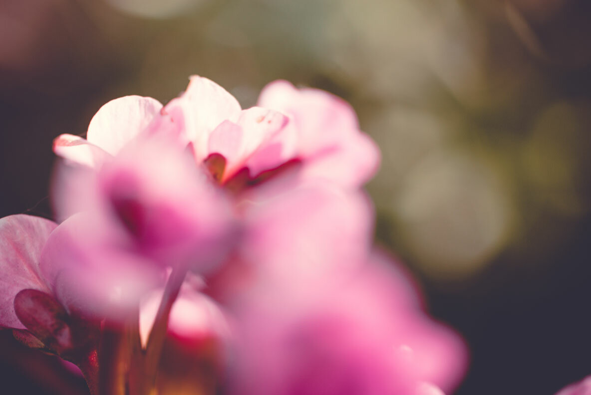 Background Flowers Background Flowers