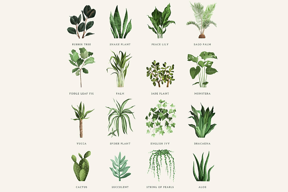 Plant Lovers Collection 2
