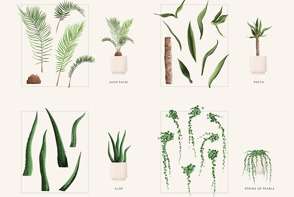 Plant Lovers Collection 8