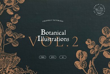 Botanical Illustrations Vol  2