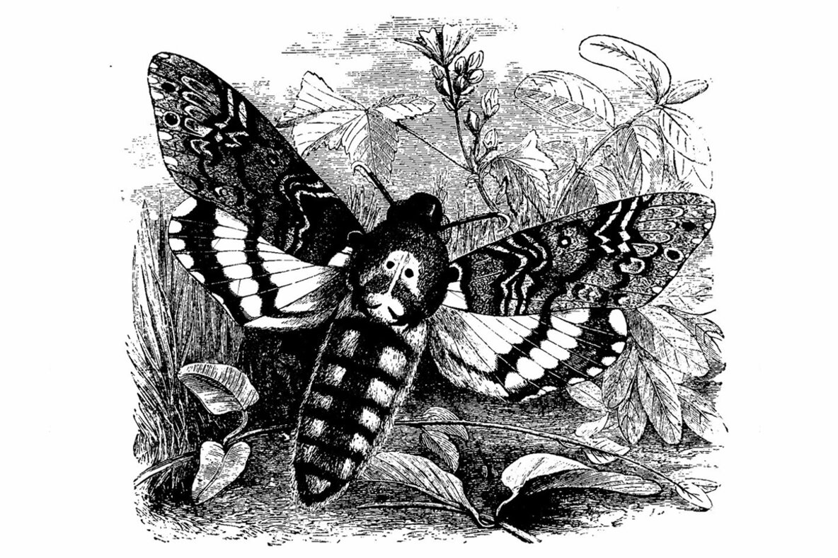 Butterflies Illustrations