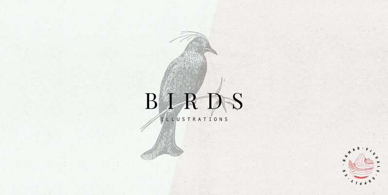 Birds Illustrations