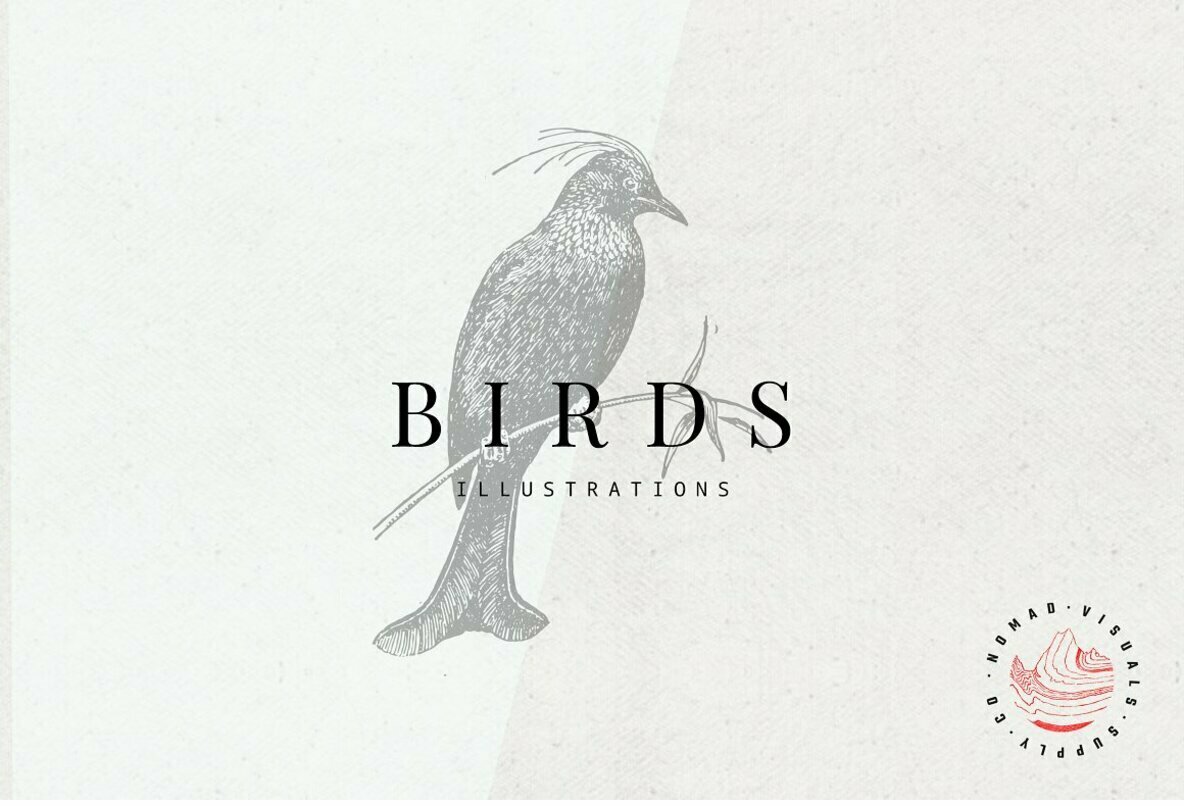 Birds Illustrations Birds Illustrations