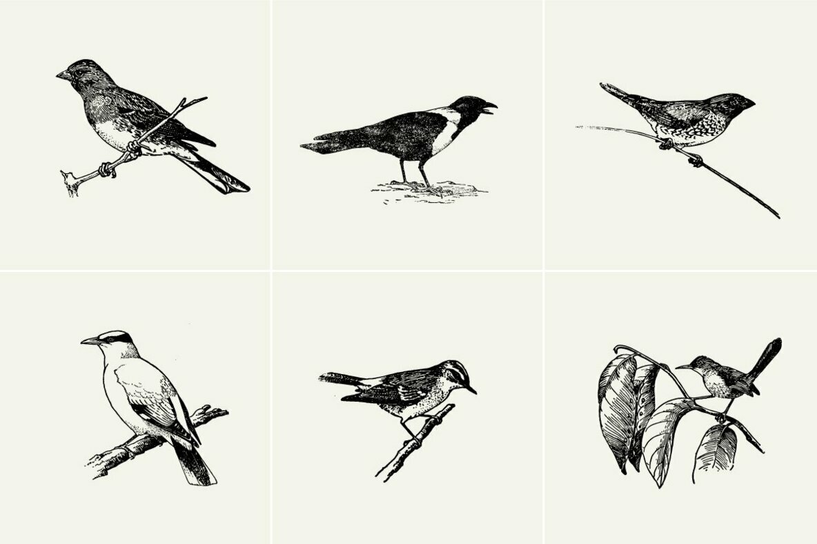 Birds Illustrations Birds Illustrations