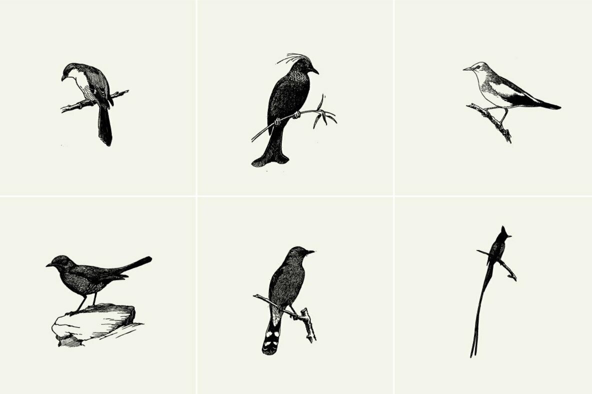Birds Illustrations Birds Illustrations