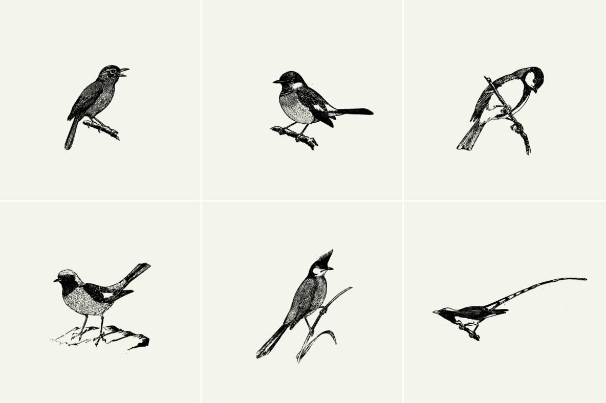 Birds Illustrations Birds Illustrations