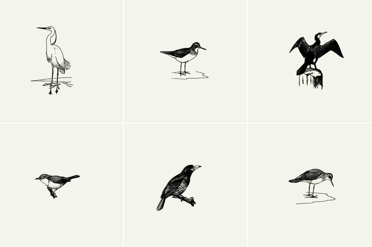 Birds Illustrations Birds Illustrations