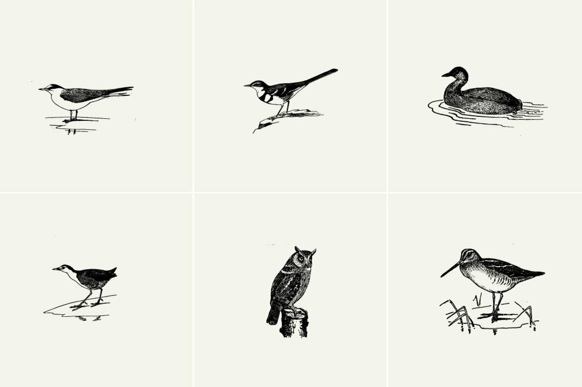 Birds Illustrations Birds Illustrations