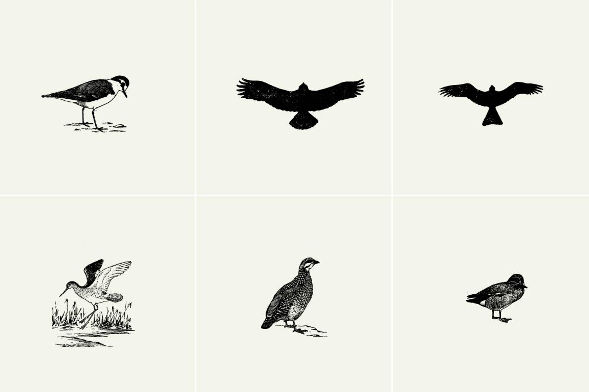 Birds Illustrations Birds Illustrations