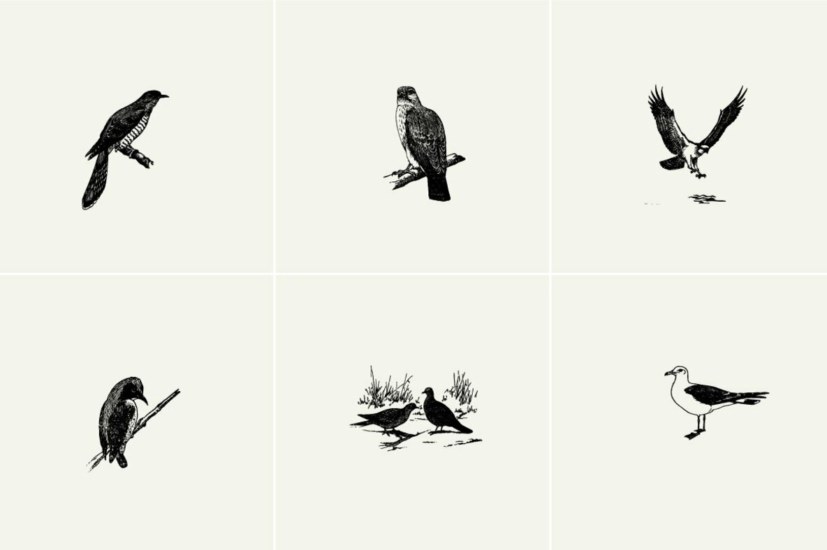 Birds Illustrations Birds Illustrations