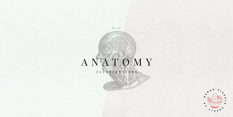 Anatomy Illustrations