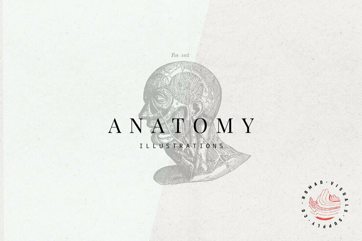 Anatomy Illustrations Anatomy Illustrations