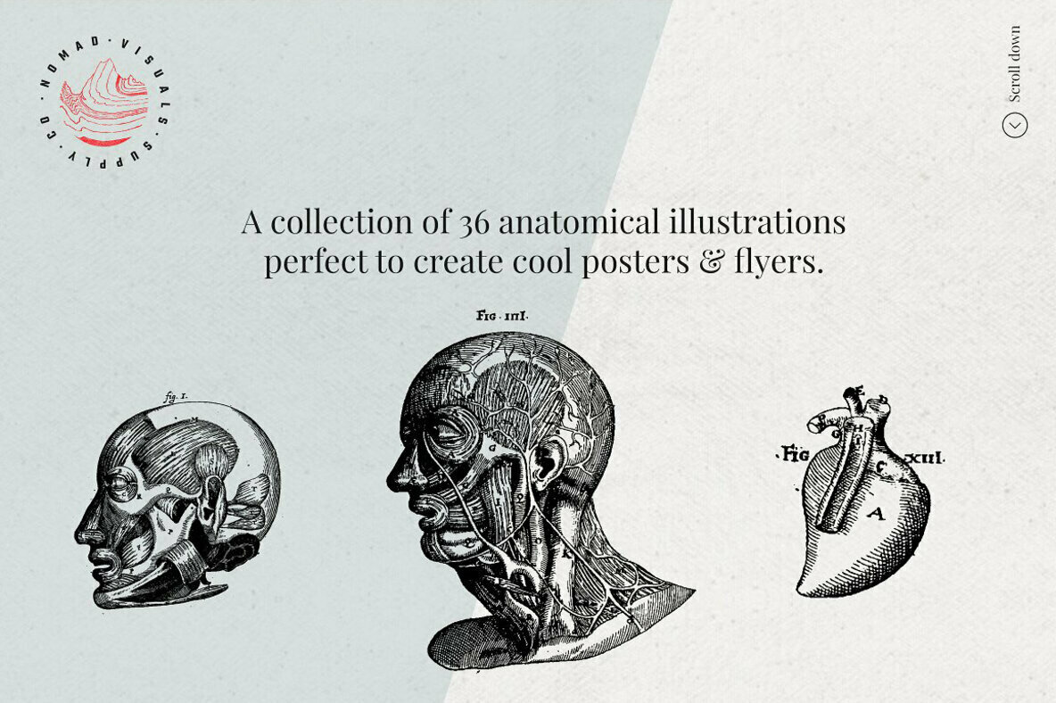 Anatomy Illustrations Anatomy Illustrations