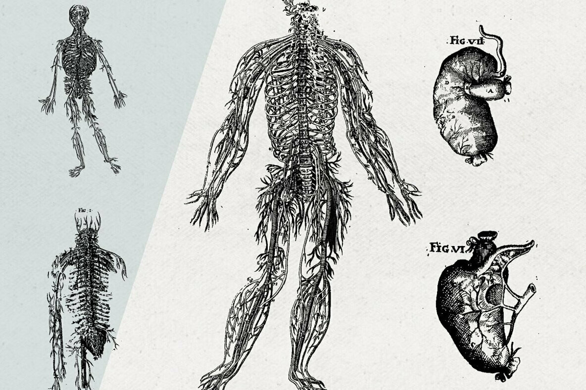 Anatomy Illustrations Anatomy Illustrations