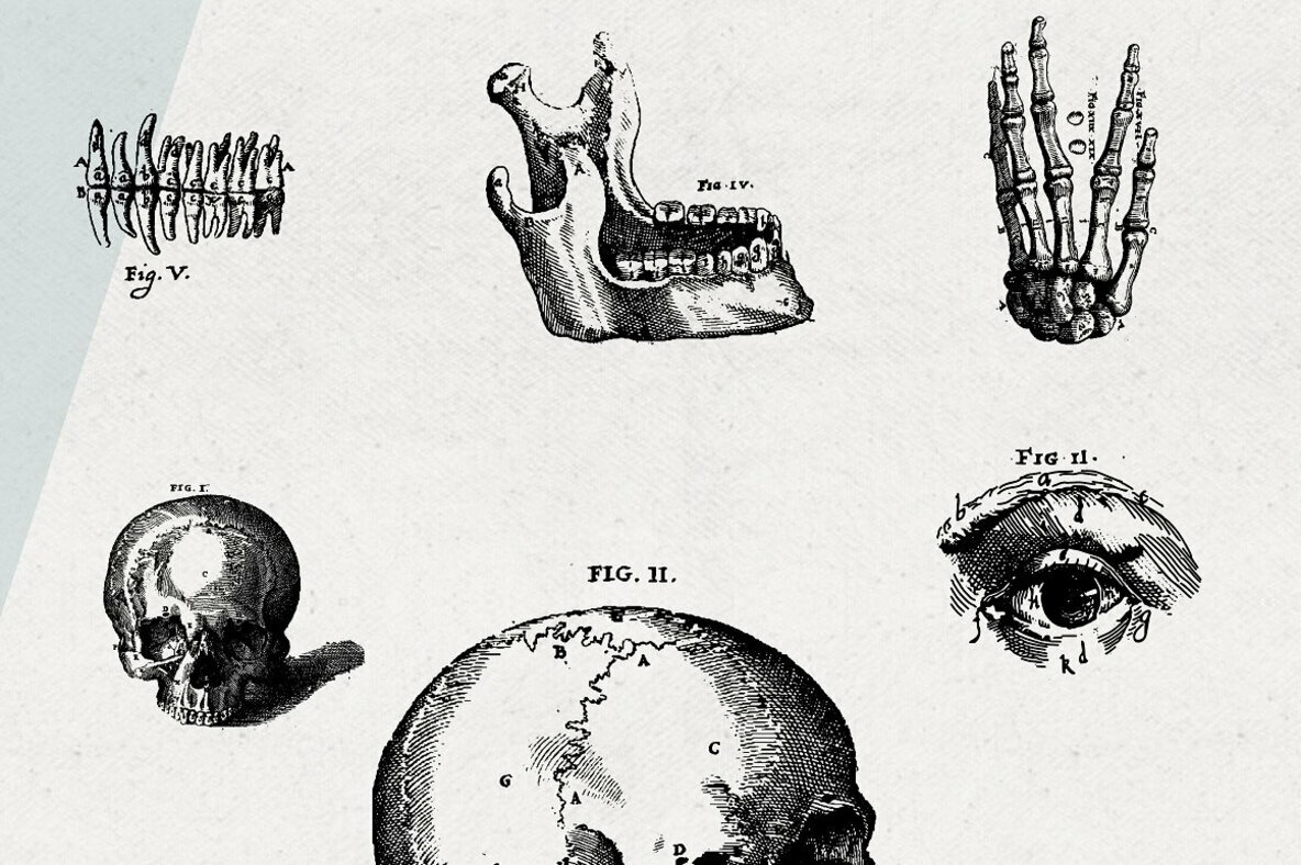 Anatomy Illustrations Anatomy Illustrations
