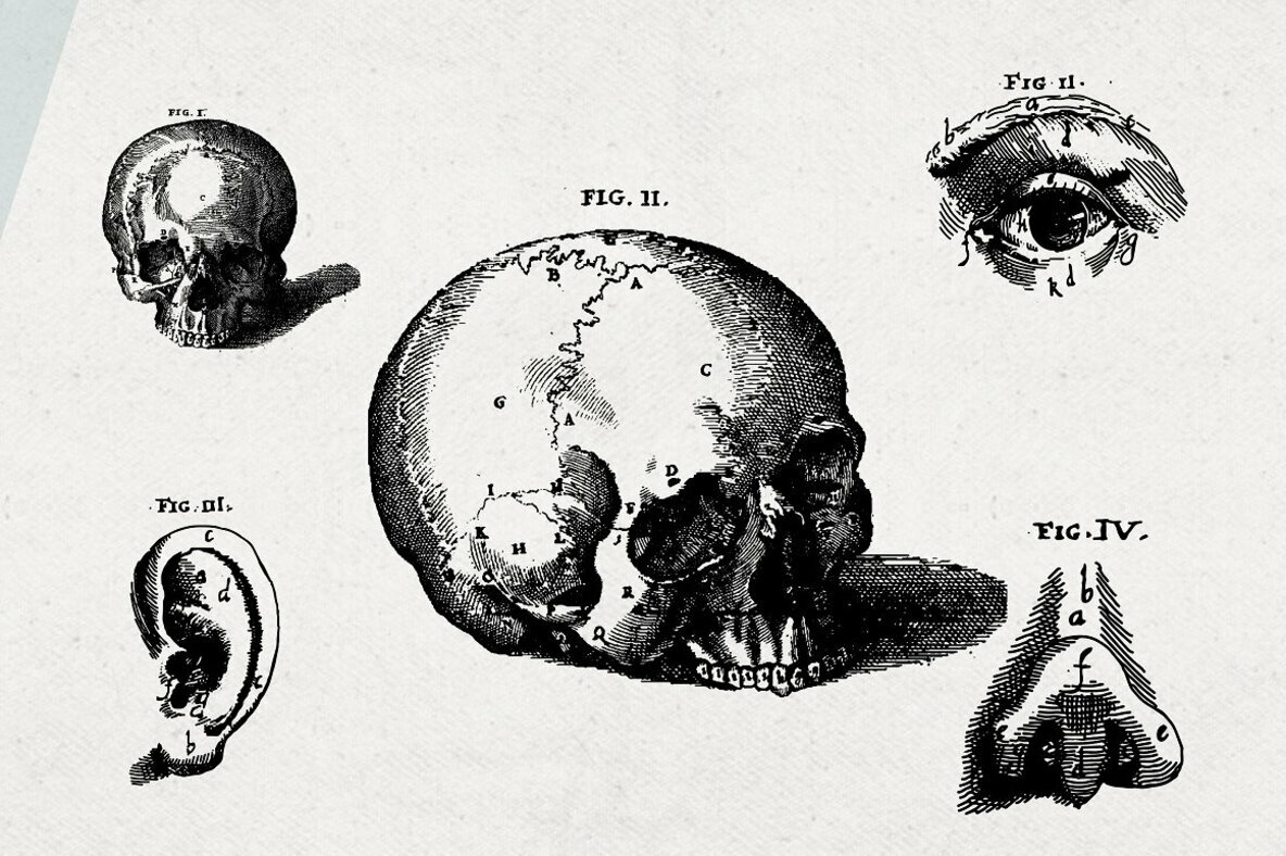 Anatomy Illustrations Anatomy Illustrations