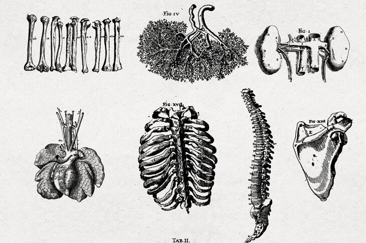 Anatomy Illustrations Anatomy Illustrations