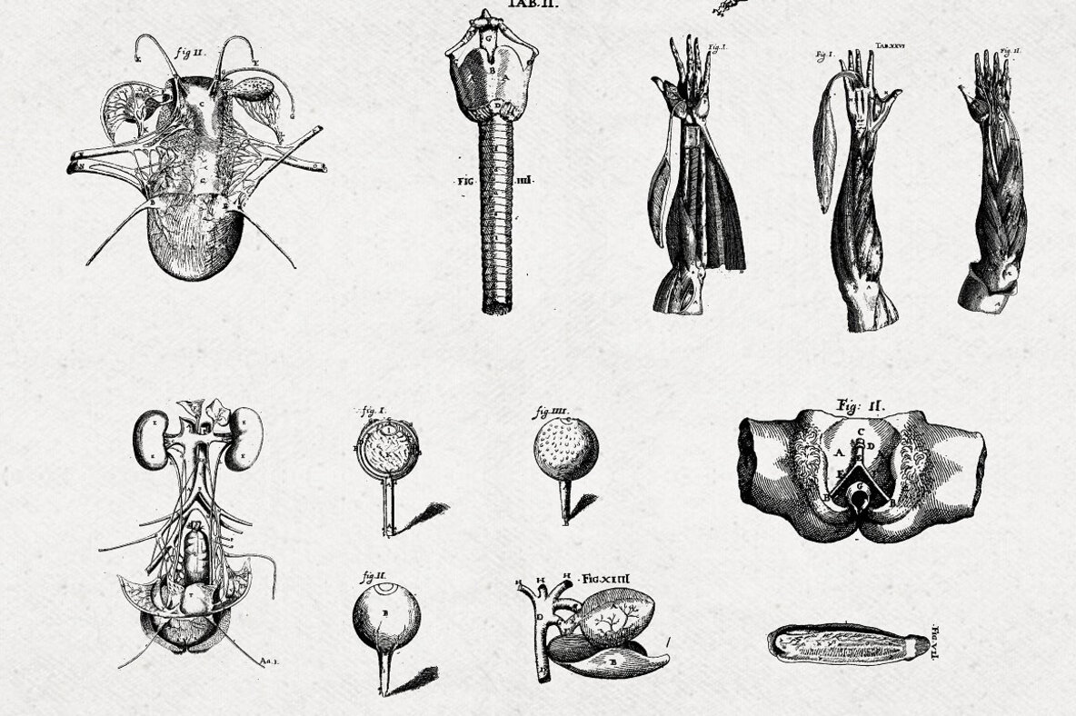 Anatomy Illustrations Anatomy Illustrations