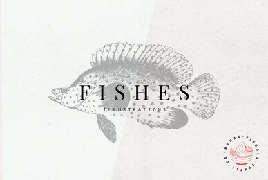 Fishes Illustrations