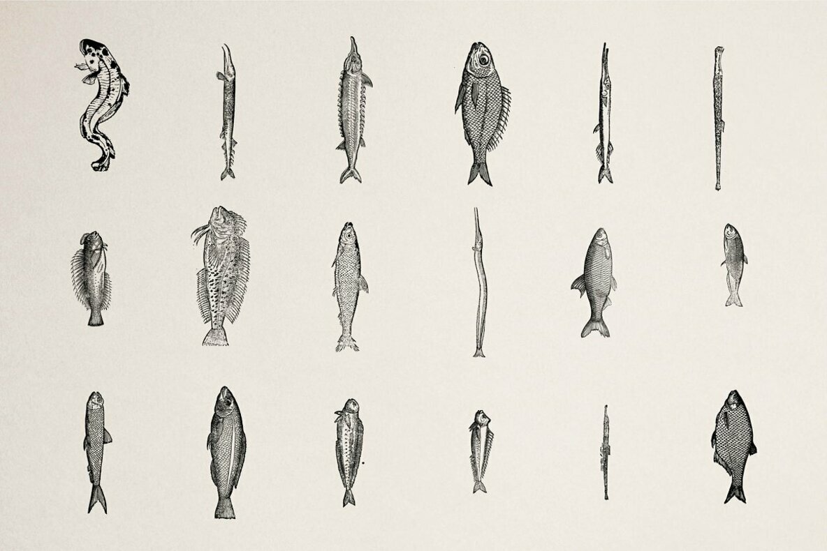Fishes Vol 1 Fishes Vol 1