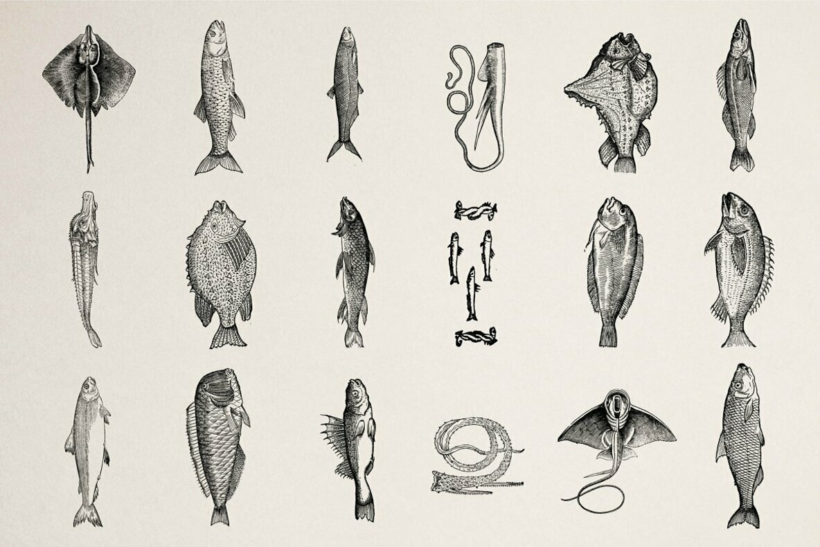 Fishes Vol 3 Fishes Vol 3
