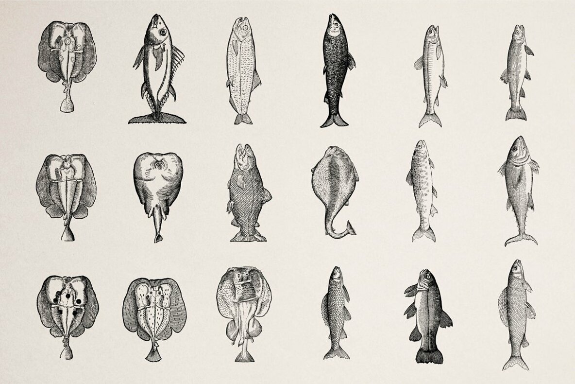 Fishes Vol 3 Fishes Vol 3