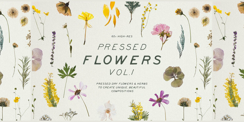Pressed Dry Flowers   Herbs Vol 1