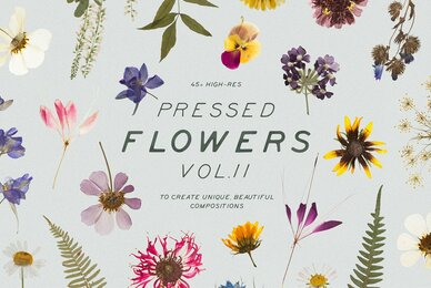 Pressed Dry Flowers  Herbs Vol 2