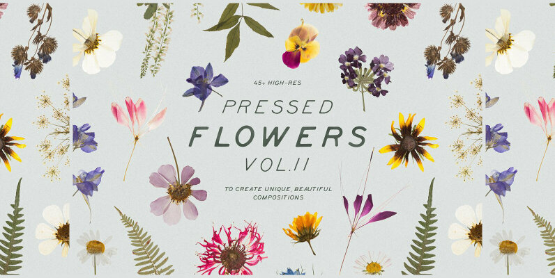 Pressed Dry Flowers   Herbs Vol 2