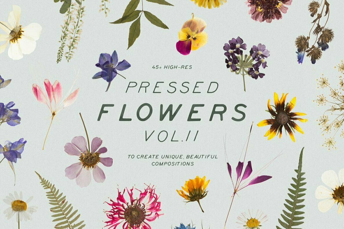 Pressed Dry Flowers Herbs Vol 2 Pressed Dry Flowers Herbs Vol 2