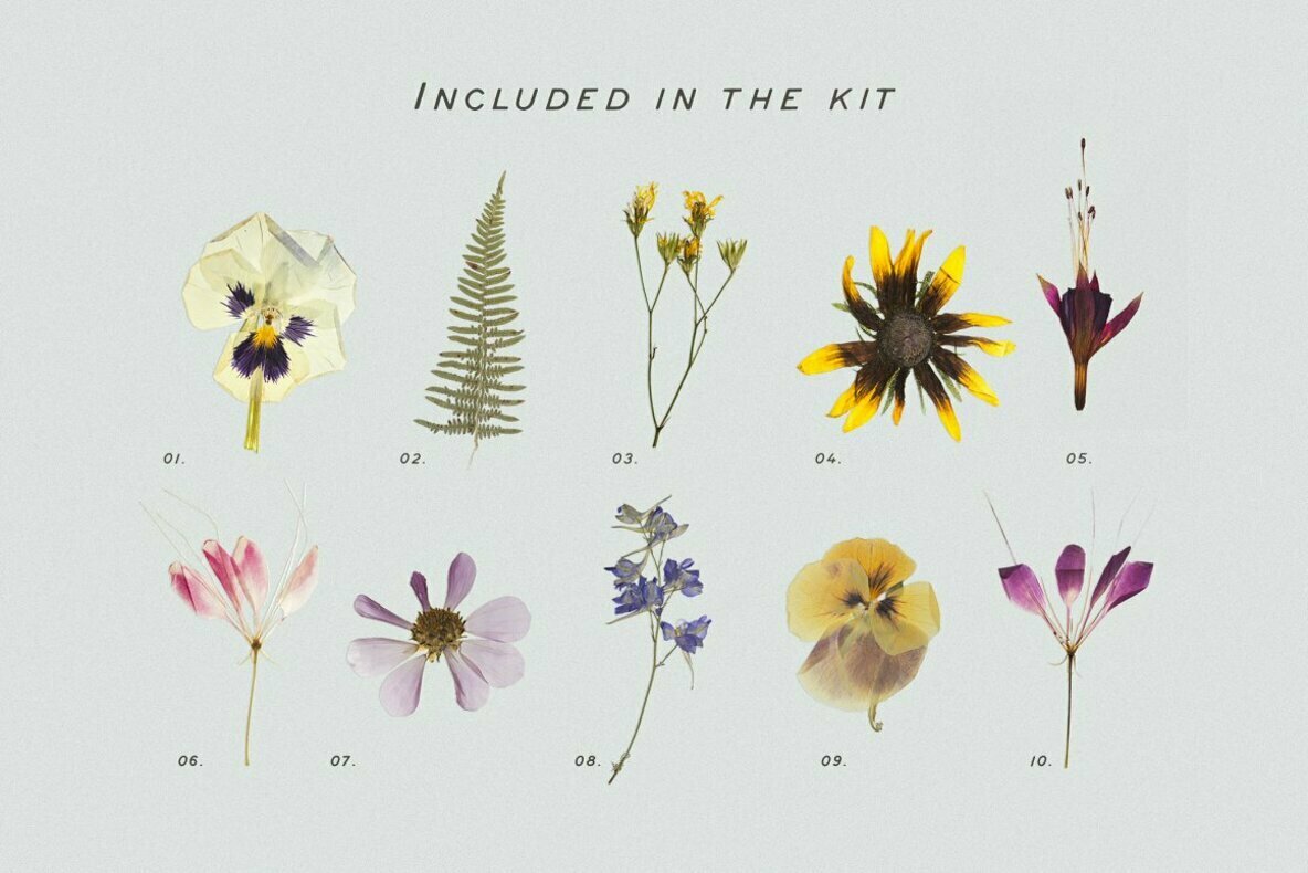 Pressed Dry Flowers Herbs Vol 2 Pressed Dry Flowers Herbs Vol 2