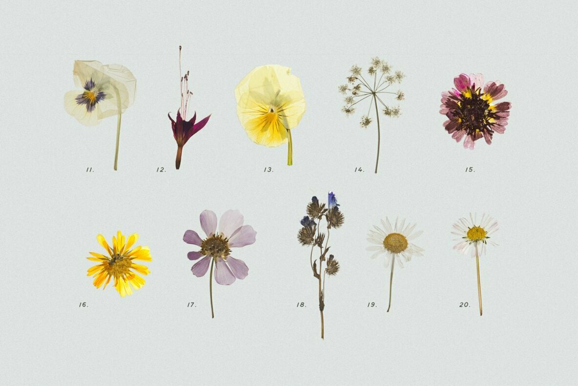Pressed Dry Flowers Herbs Vol 2 Pressed Dry Flowers Herbs Vol 2