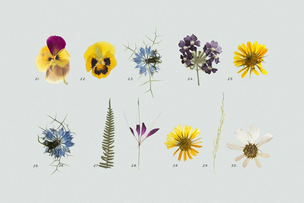 Pressed Dry Flowers Herbs Vol 2 Pressed Dry Flowers Herbs Vol 2