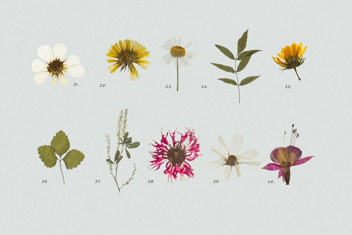 Pressed Dry Flowers Herbs Vol 2 Pressed Dry Flowers Herbs Vol 2