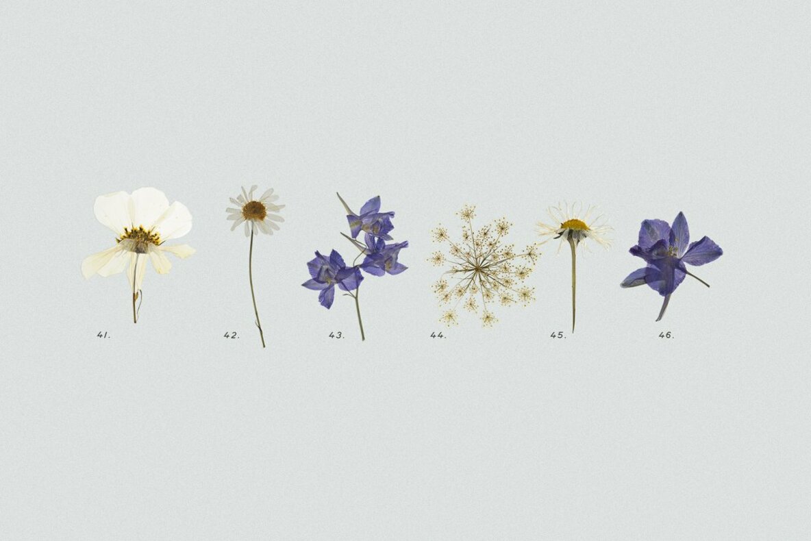 Pressed Dry Flowers Herbs Vol 2 Pressed Dry Flowers Herbs Vol 2