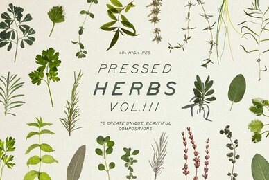 Pressed Dry Herbs Vol 3
