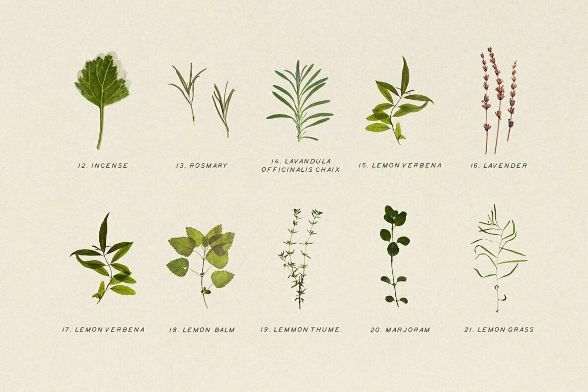 Pressed Dry Herbs Vol 3 Pressed Dry Herbs Vol 3