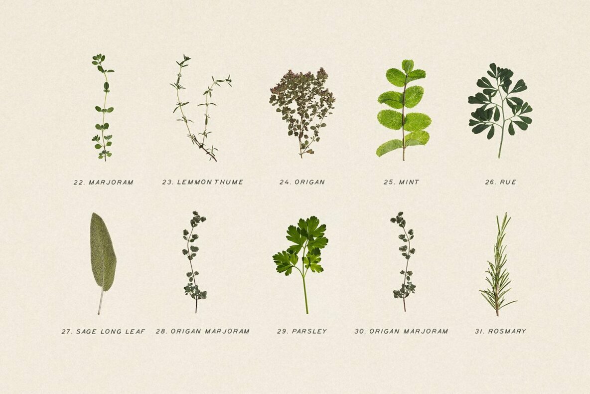 Pressed Dry Herbs Vol 3 Pressed Dry Herbs Vol 3