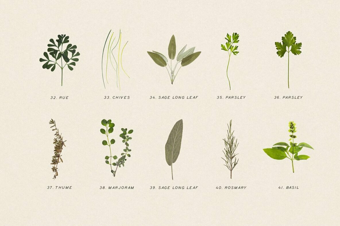 Pressed Dry Herbs Vol 3 Pressed Dry Herbs Vol 3