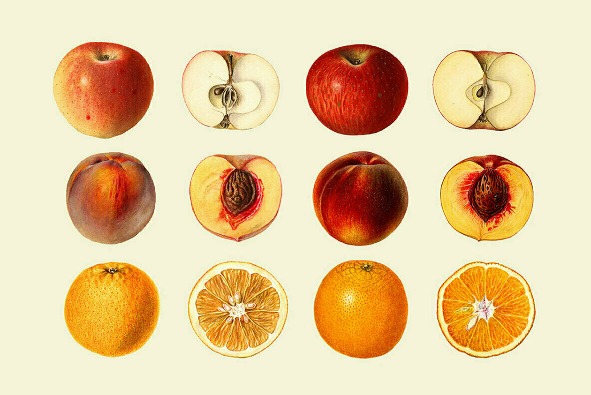 Vintage Fruit Watercolor Illustrations 2