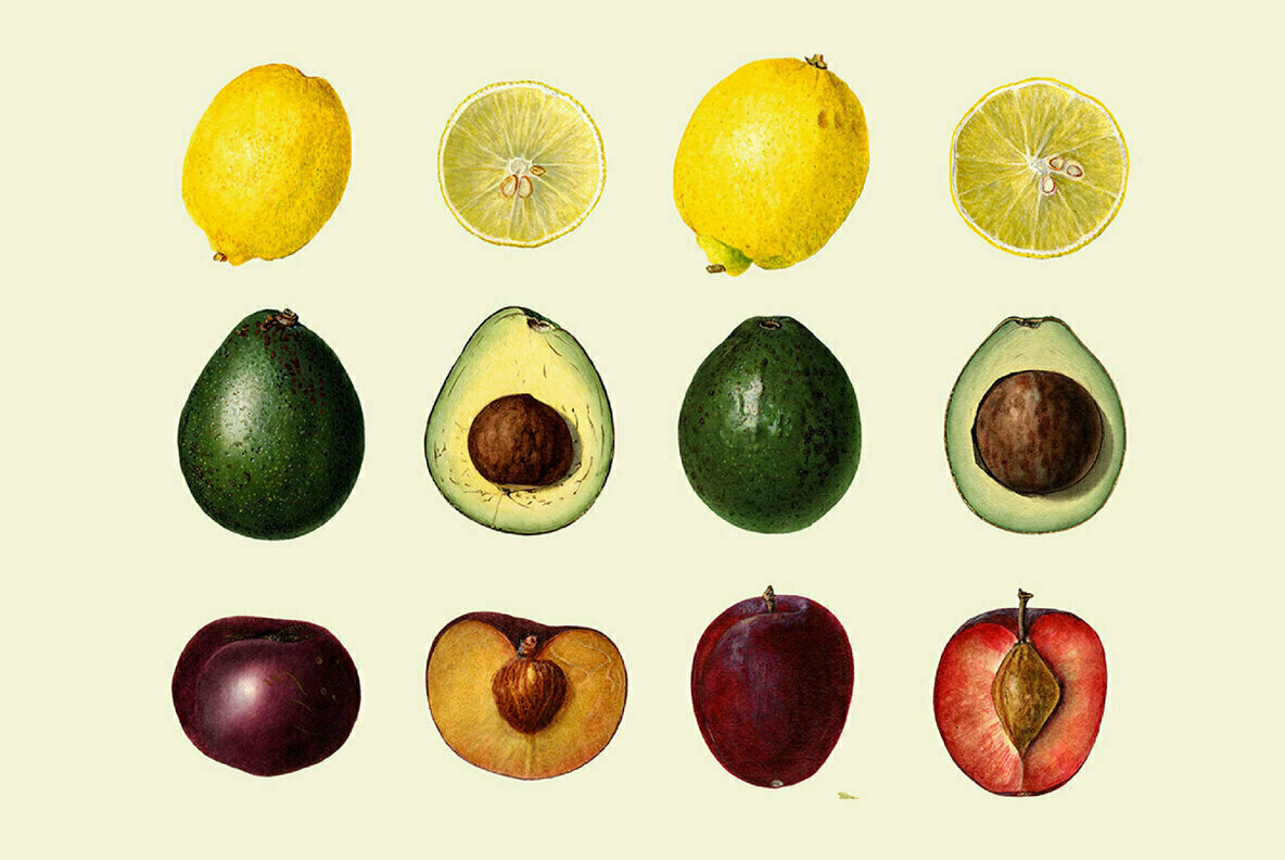 Vintage Fruit Watercolor Illustrations 3
