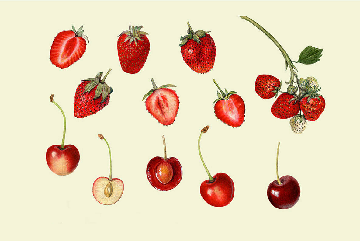 Vintage Fruit Watercolor Illustrations 4